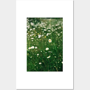 Daisies Posters and Art